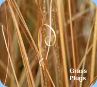 Grass Plugs - Carex buchananii