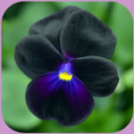 Victoria Viola Prunella